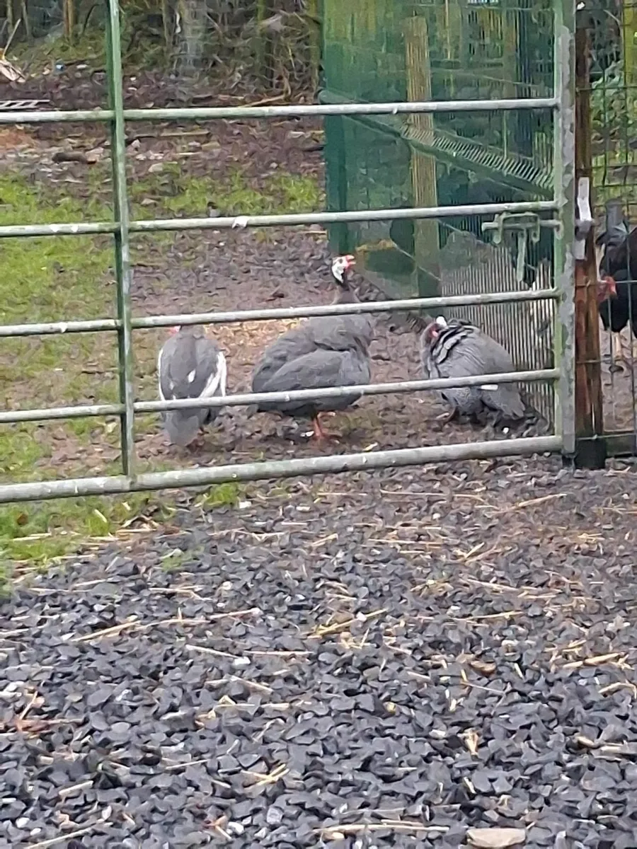 Guinea fowl - Image 4