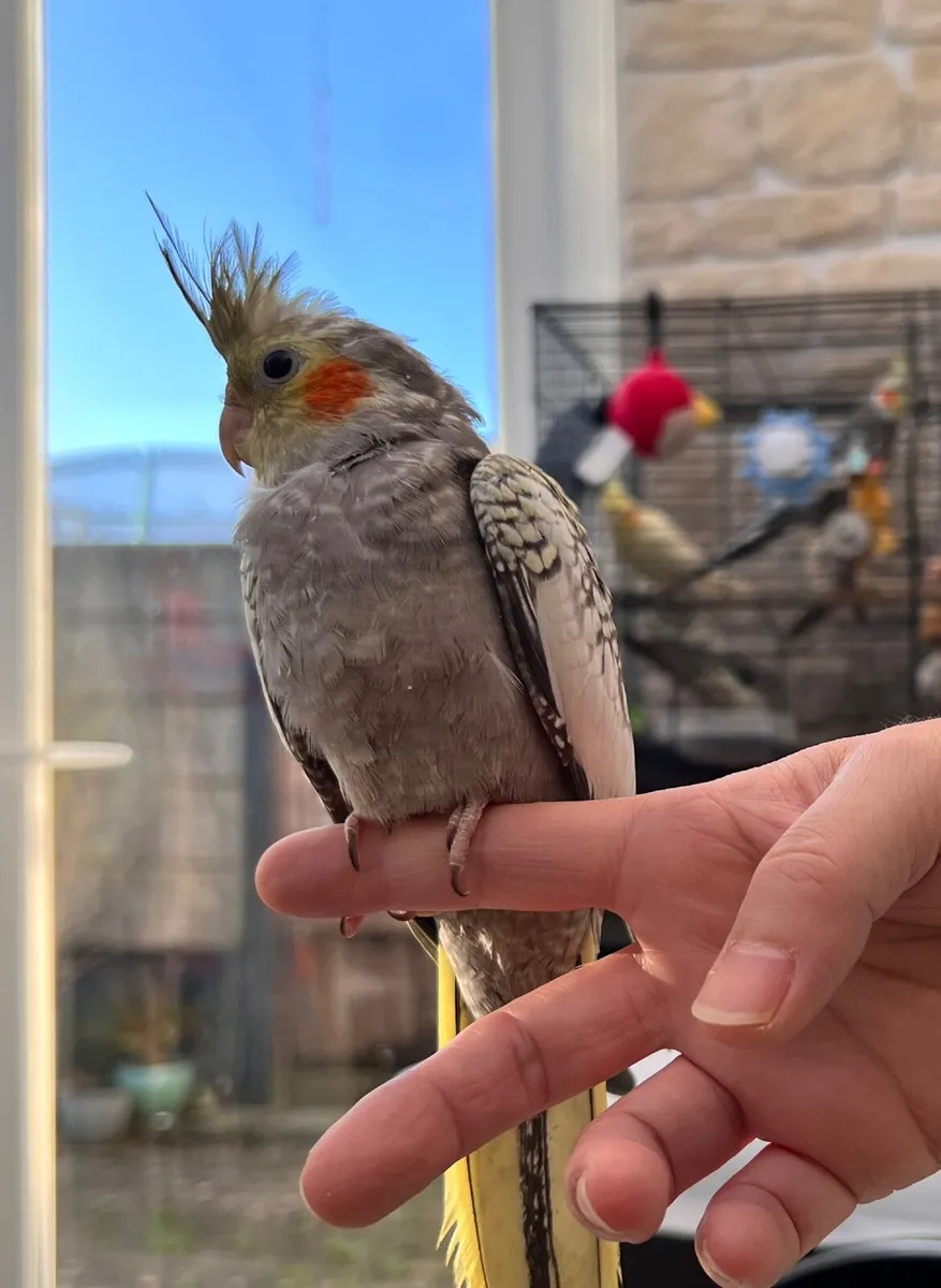 Cockatiel - Image 2