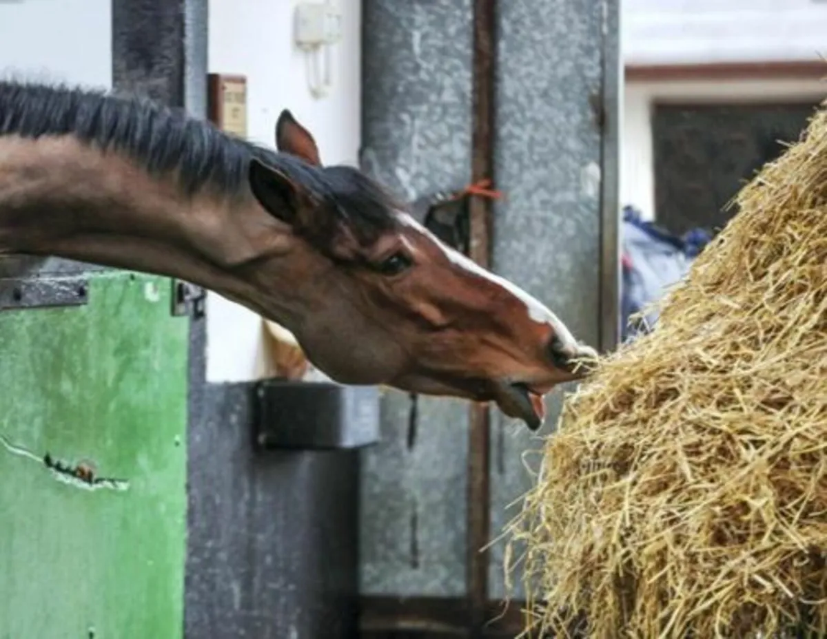 Horse haylage for sale - Image 1