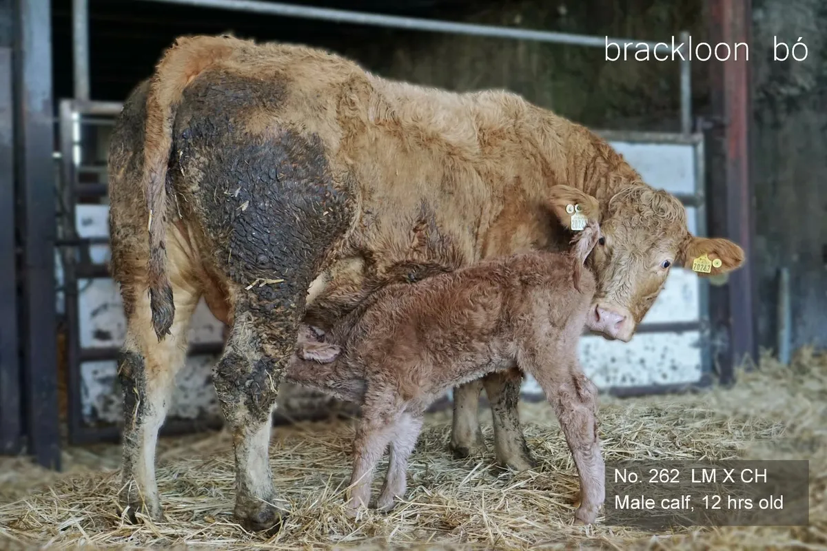 Heifers - 'calves at foot' - Image 2