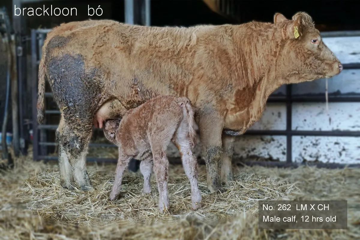 Heifers - 'calves at foot' - Image 3