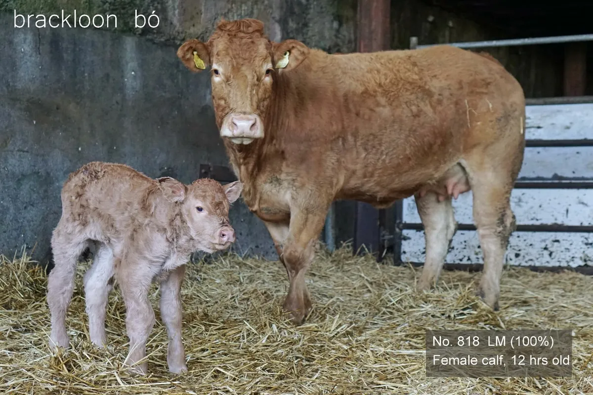 Heifers - 'calves at foot' - Image 4