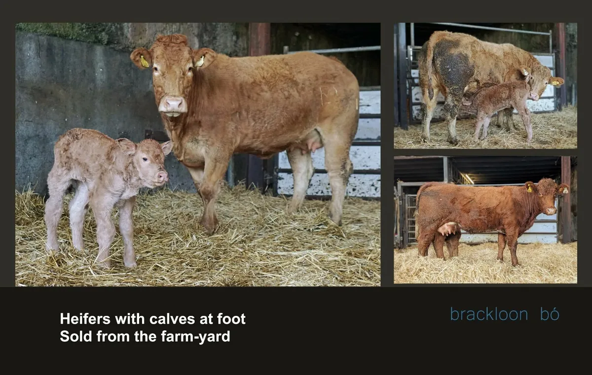 Heifers - 'calves at foot' - Image 1