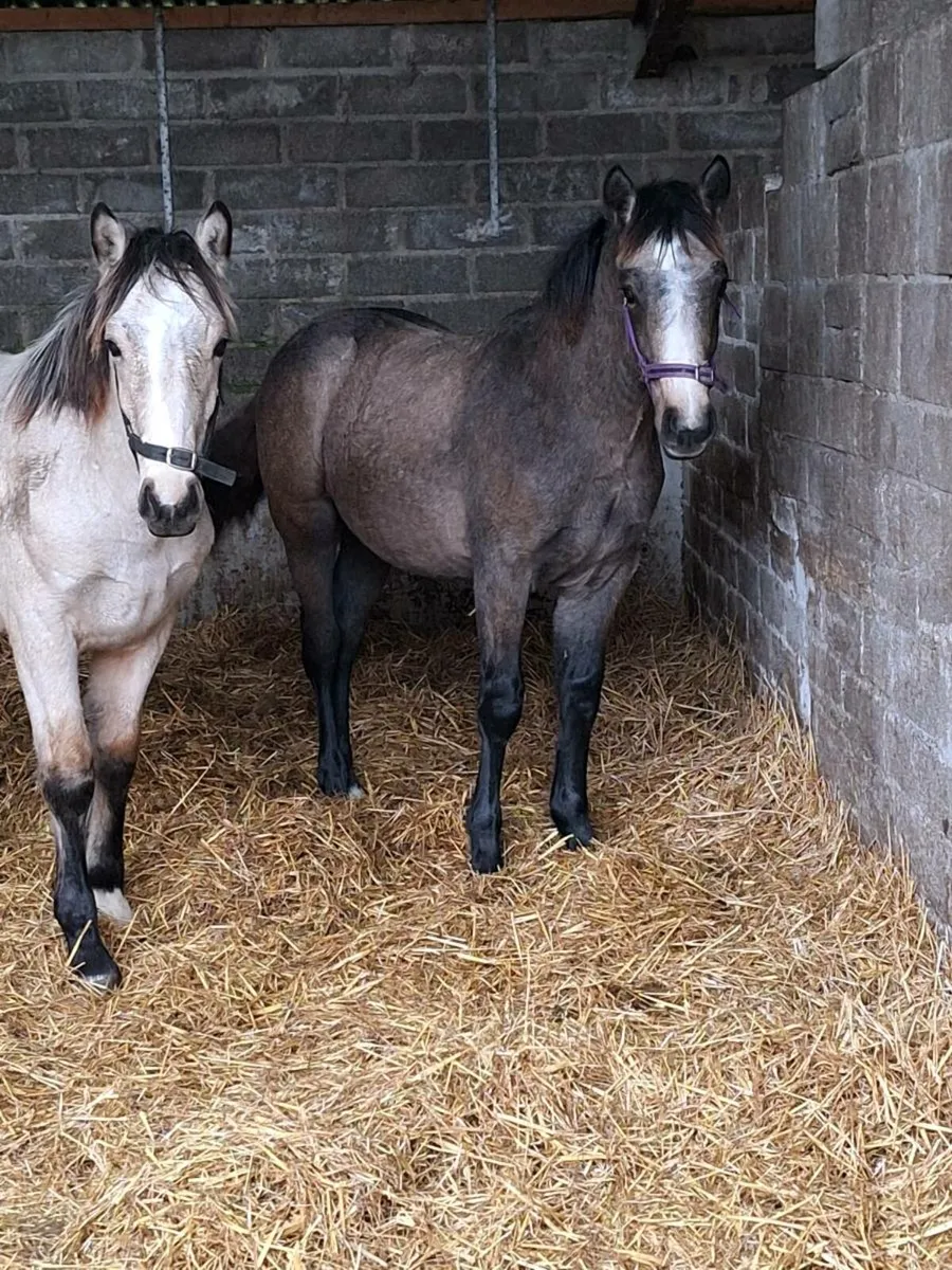 Two TIH ☘️ COLT FOALS - Image 1