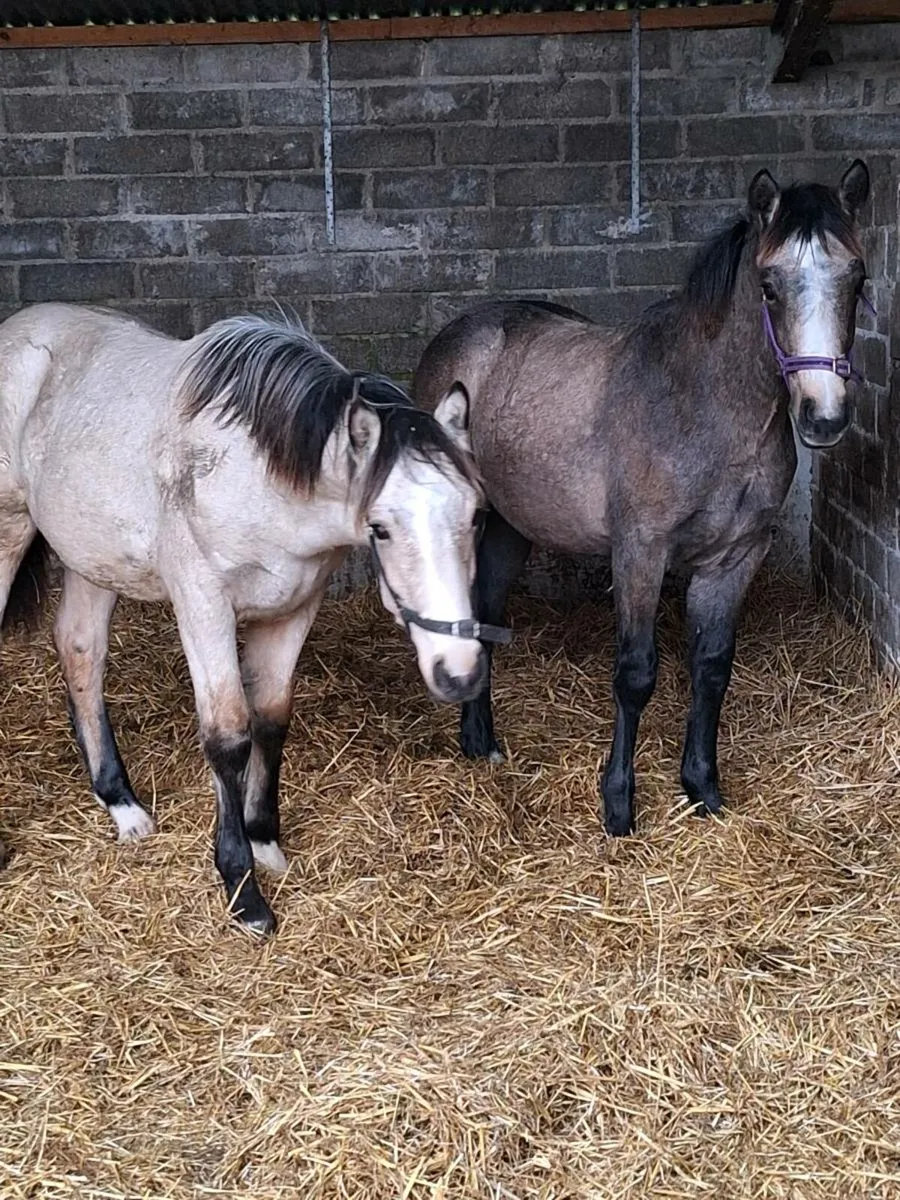 Two TIH ☘️ COLT FOALS - Image 2