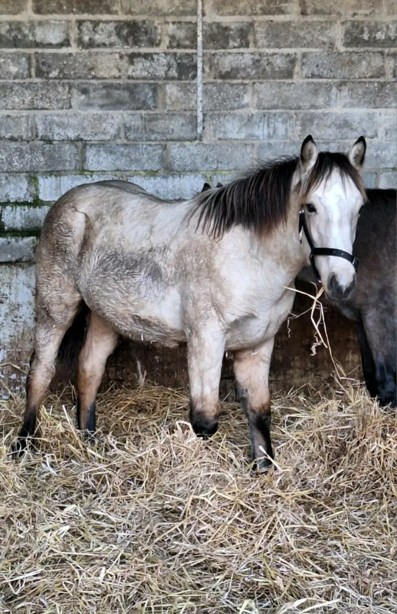 Two TIH ☘️ COLT FOALS - Image 3