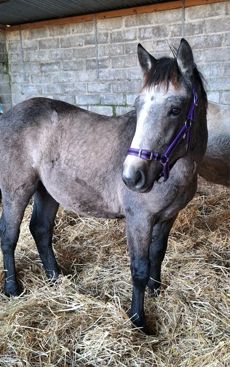 Two TIH ☘️ COLT FOALS - Image 4
