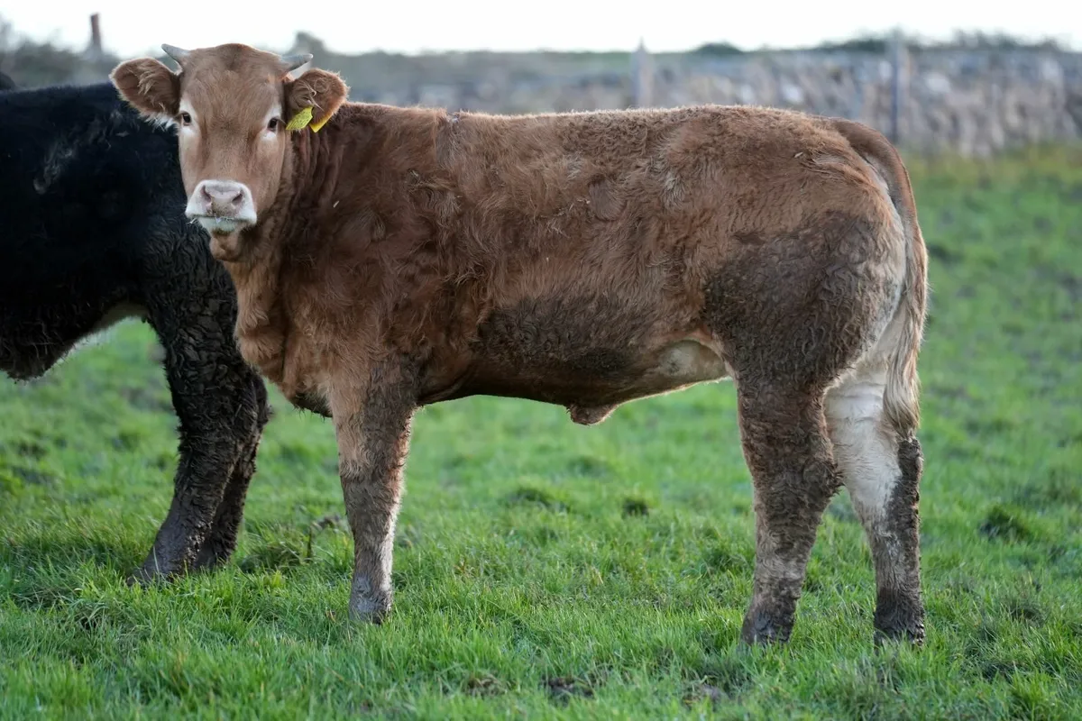 Exceptional Heifer Weanlings - Image 4