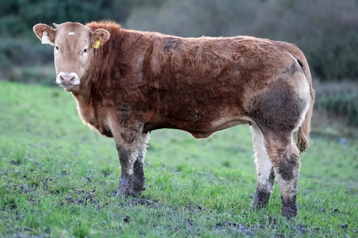 Exceptional Heifer Weanlings - Image 3