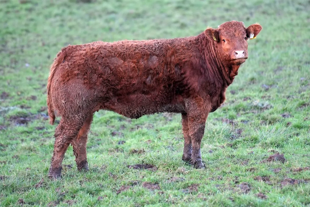 Exceptional Heifer Weanlings - Image 2