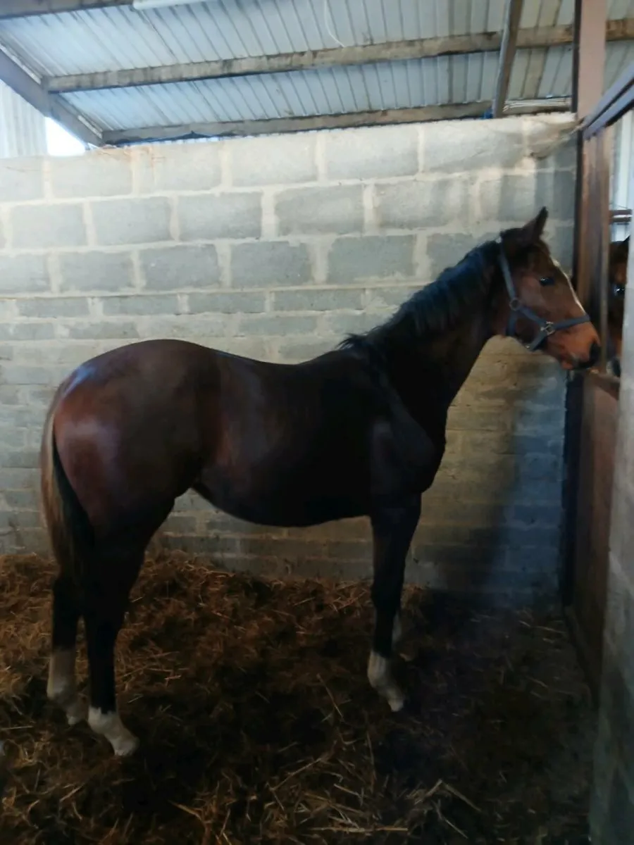 Pillar Coral filly - Image 1