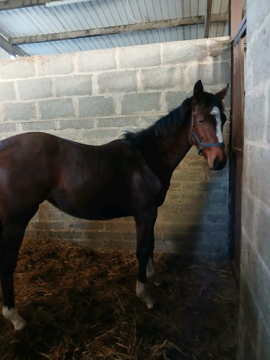 Pillar Coral filly - Image 3