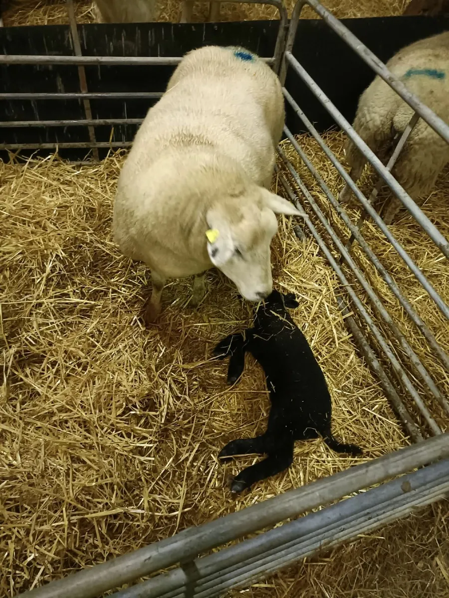 Foster Ewe