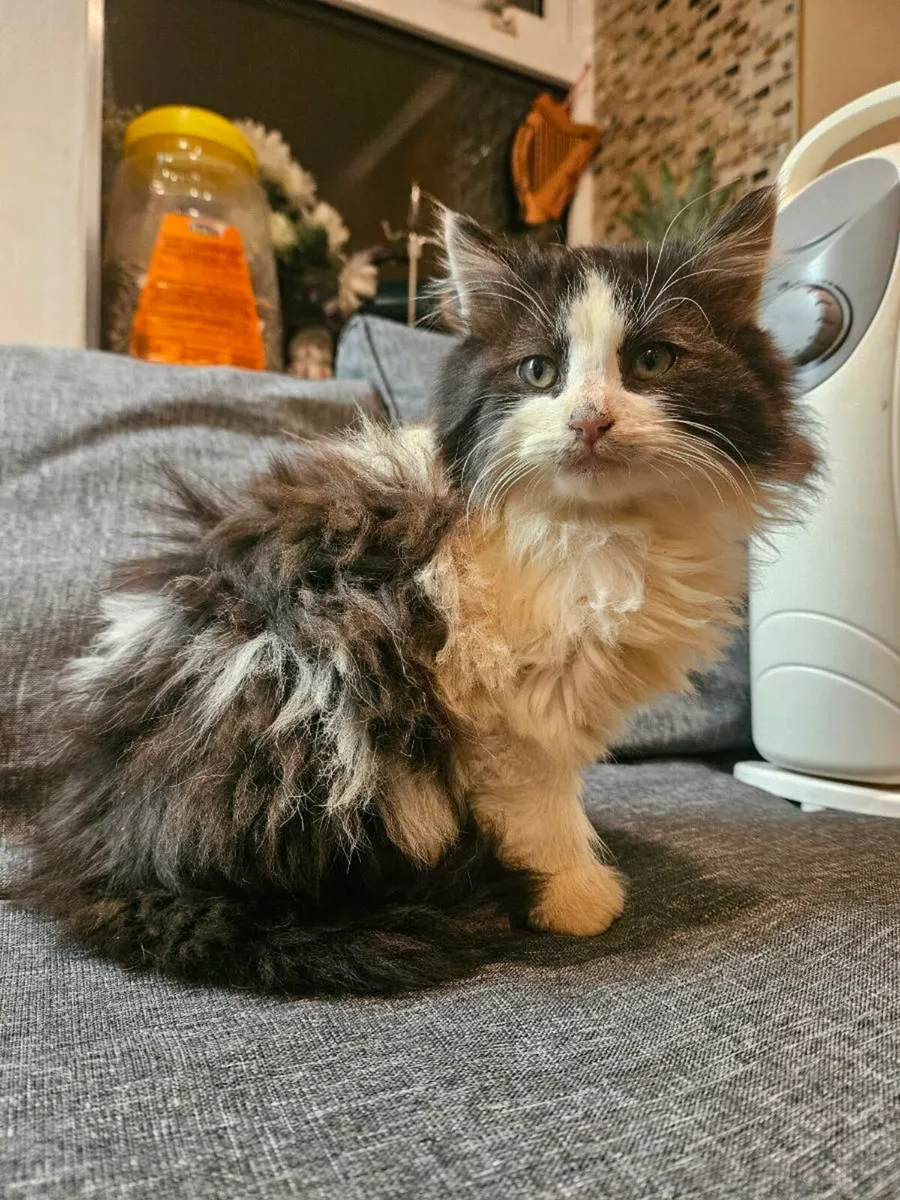 Persian kitten- long haired - Image 2