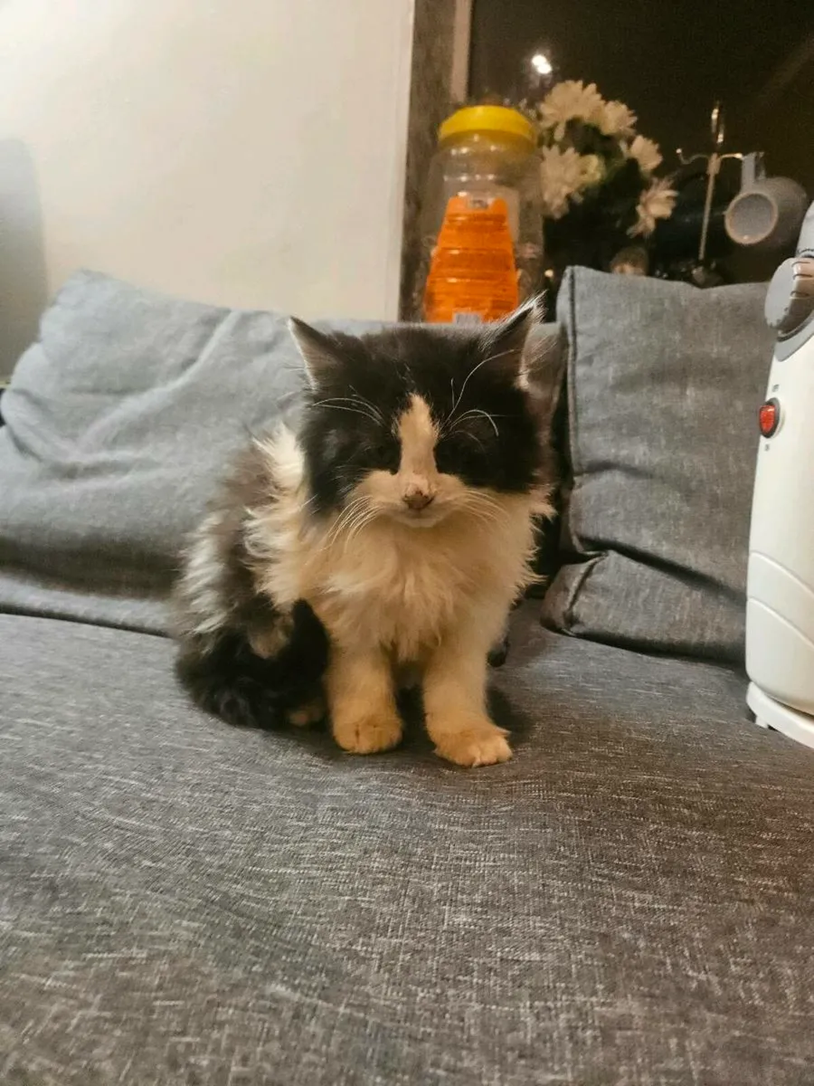 Persian kitten- long haired - Image 3