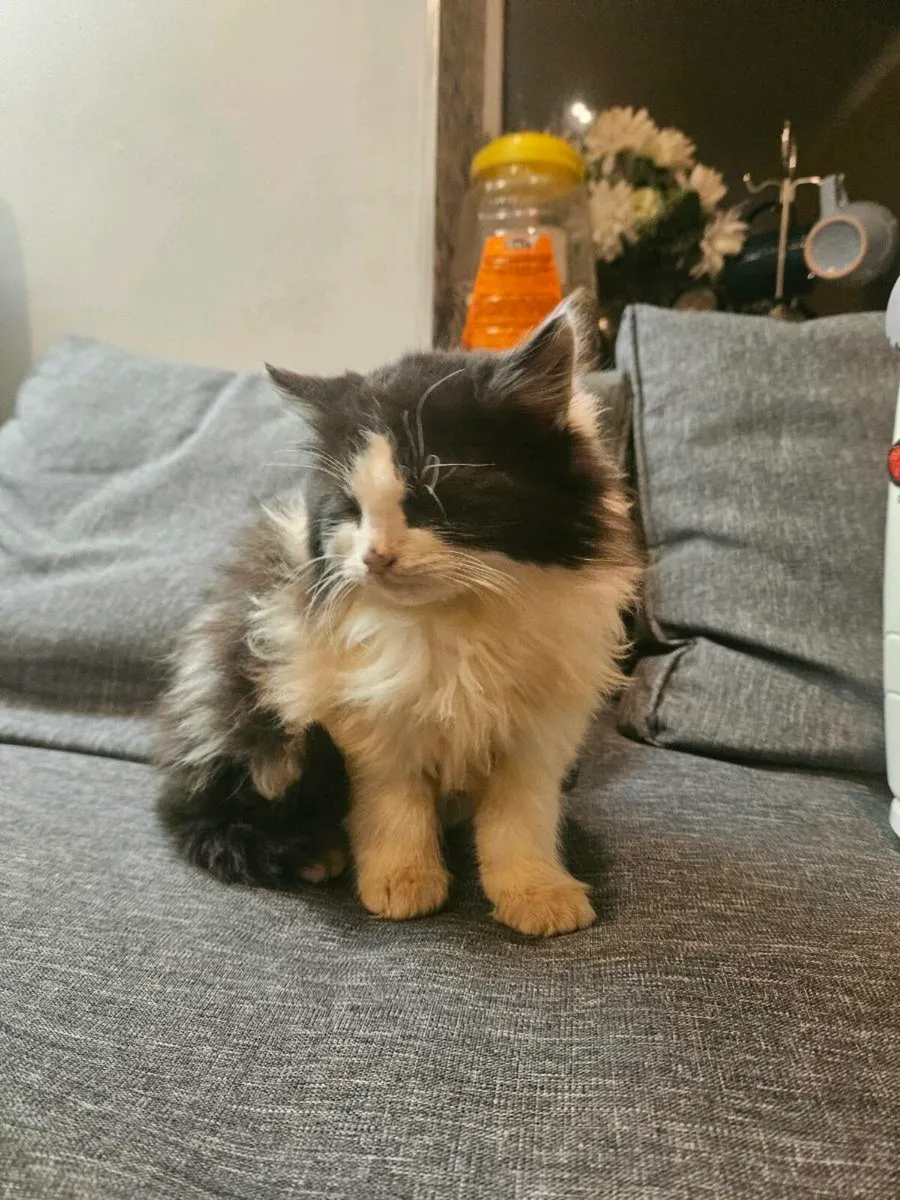 Persian kitten- long haired - Image 4