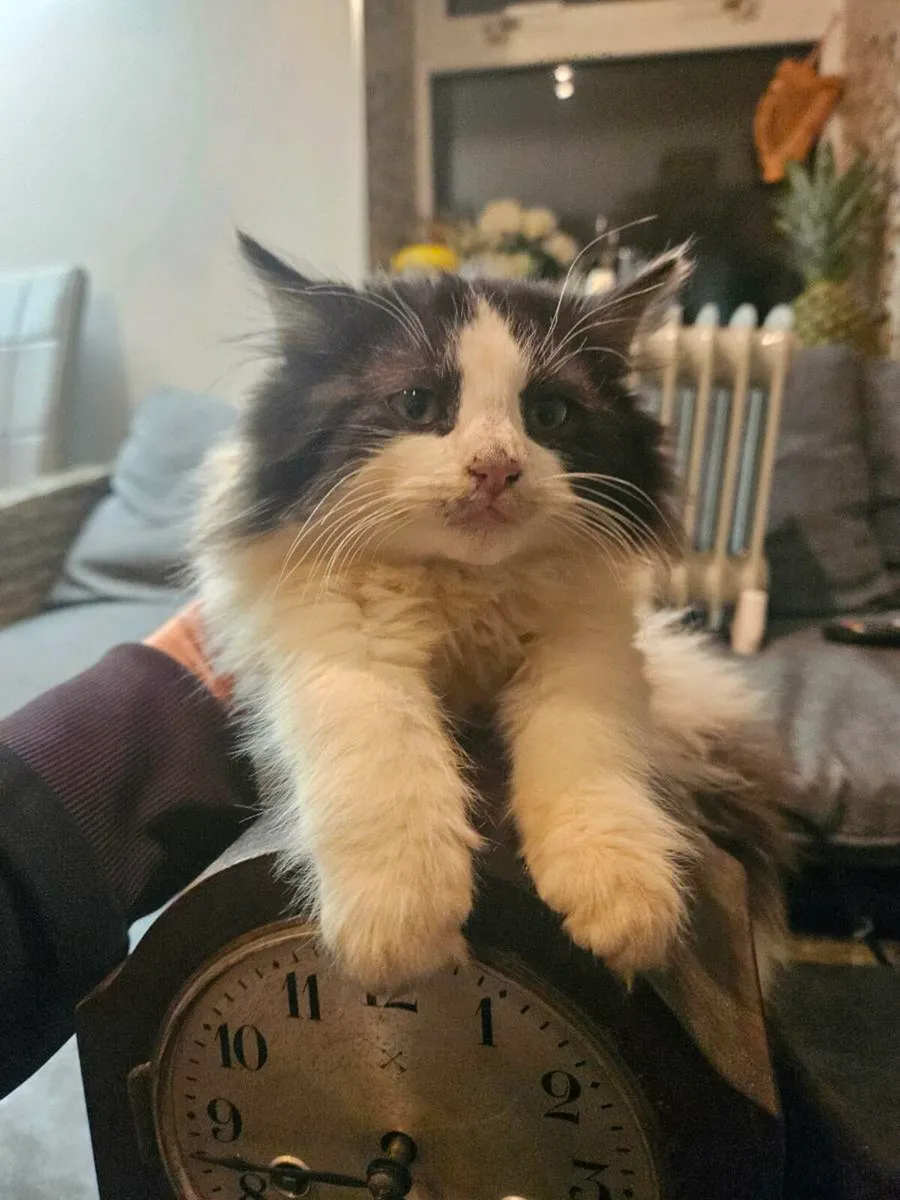 Persian kitten- long haired - Image 1