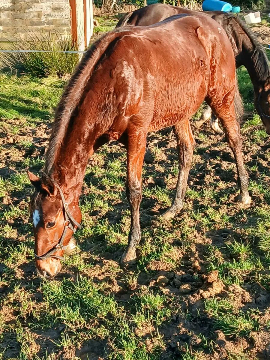 Success Days colt - Image 3