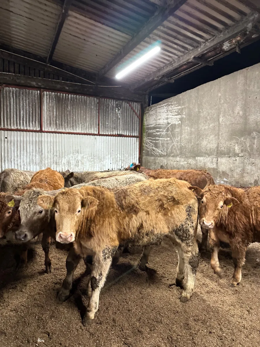 Lim and Charolais bullocks - Image 4