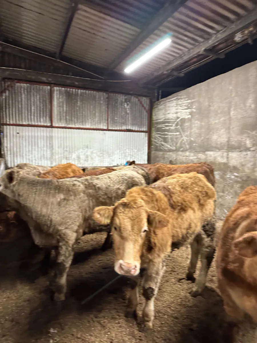 Lim and Charolais bullocks - Image 3