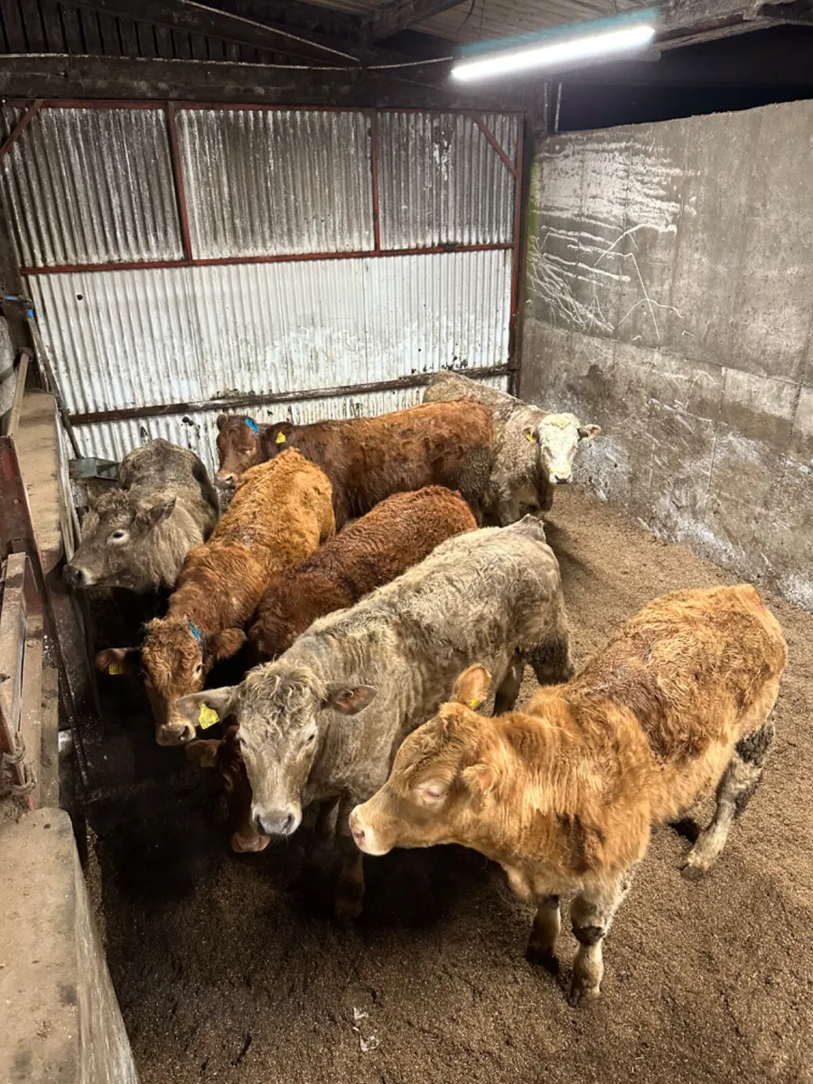 Lim and Charolais bullocks - Image 1