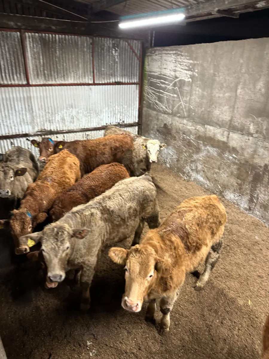 Lim and Charolais bullocks - Image 2