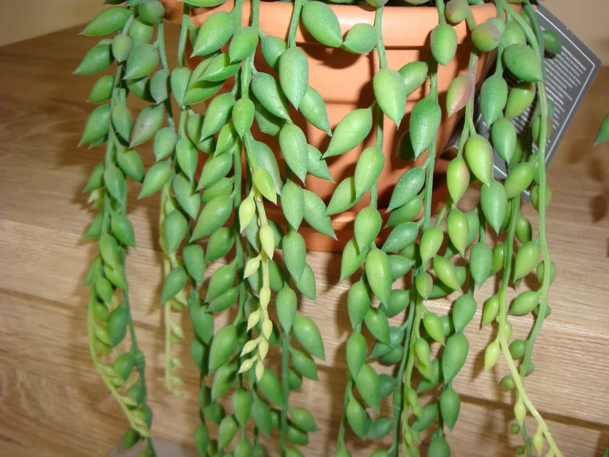 Artificial string of tears plants - Image 4