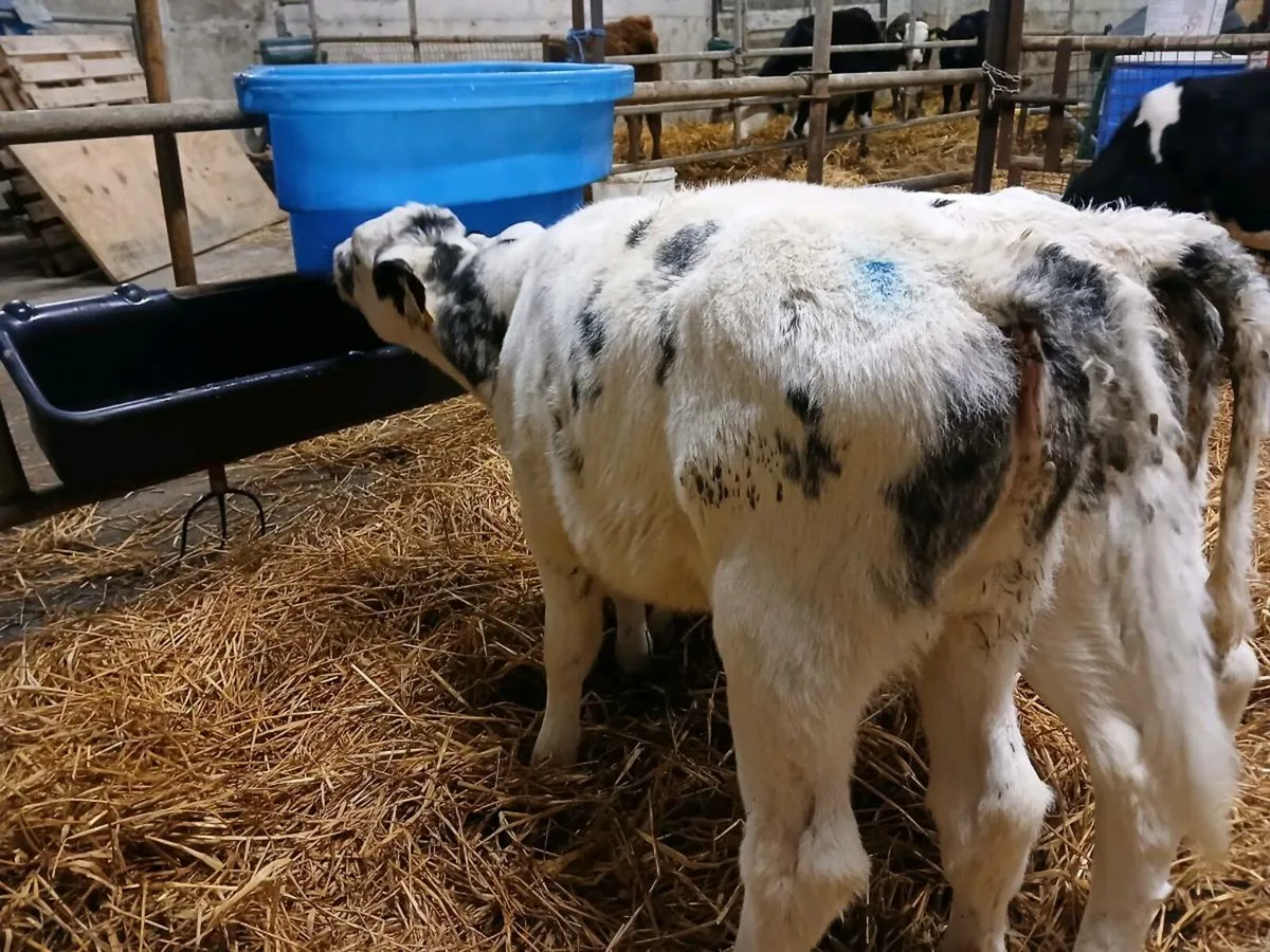 2 Belgian Blue Heifer Calves - Image 2
