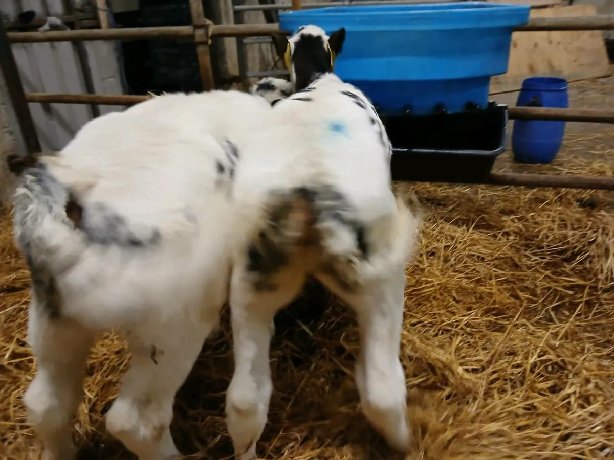 2 Belgian Blue Heifer Calves - Image 3