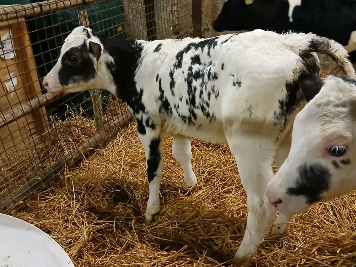 2 Belgian Blue Heifer Calves - Image 4