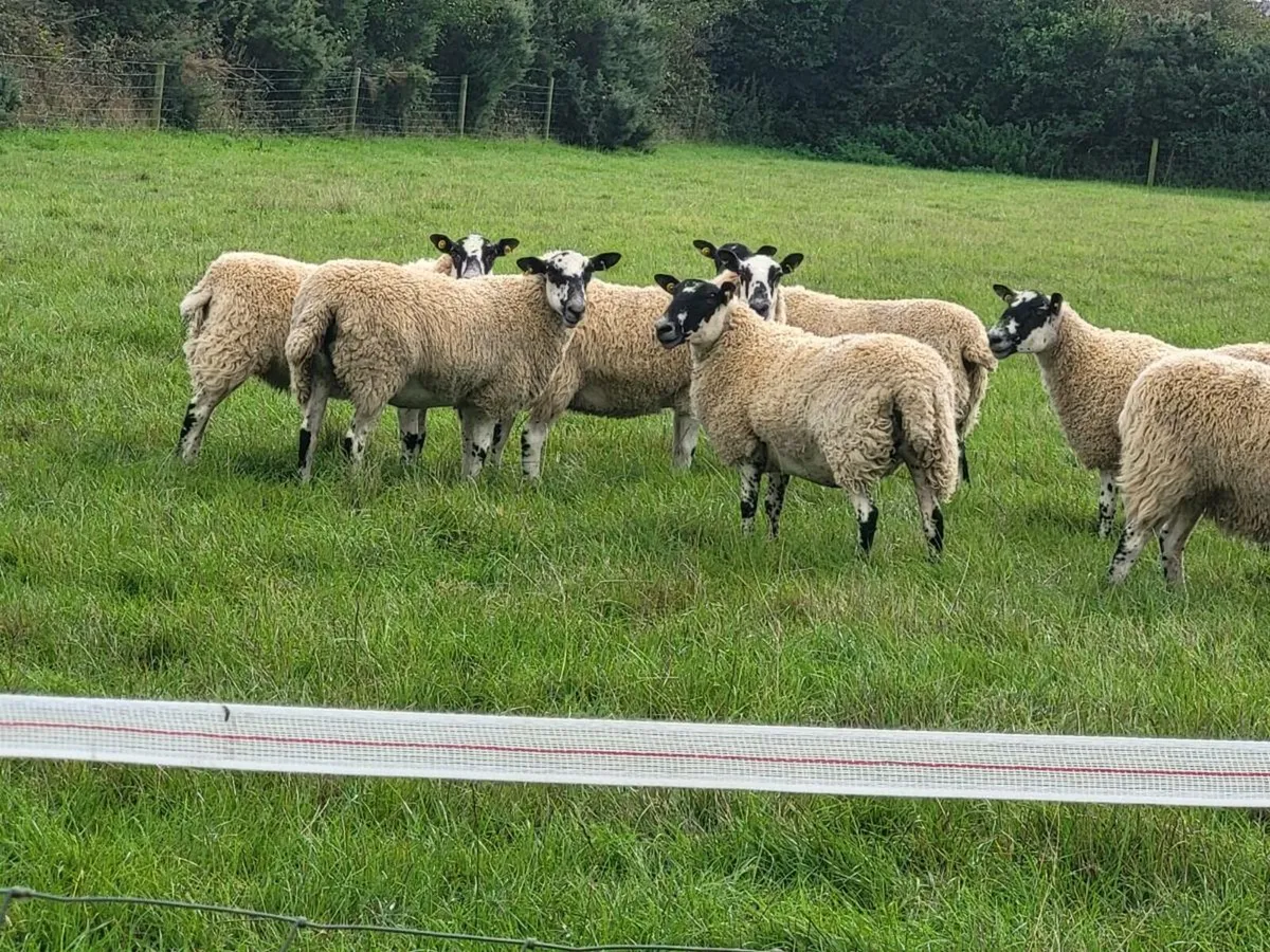 Top Quality Hogget Mules - Image 1