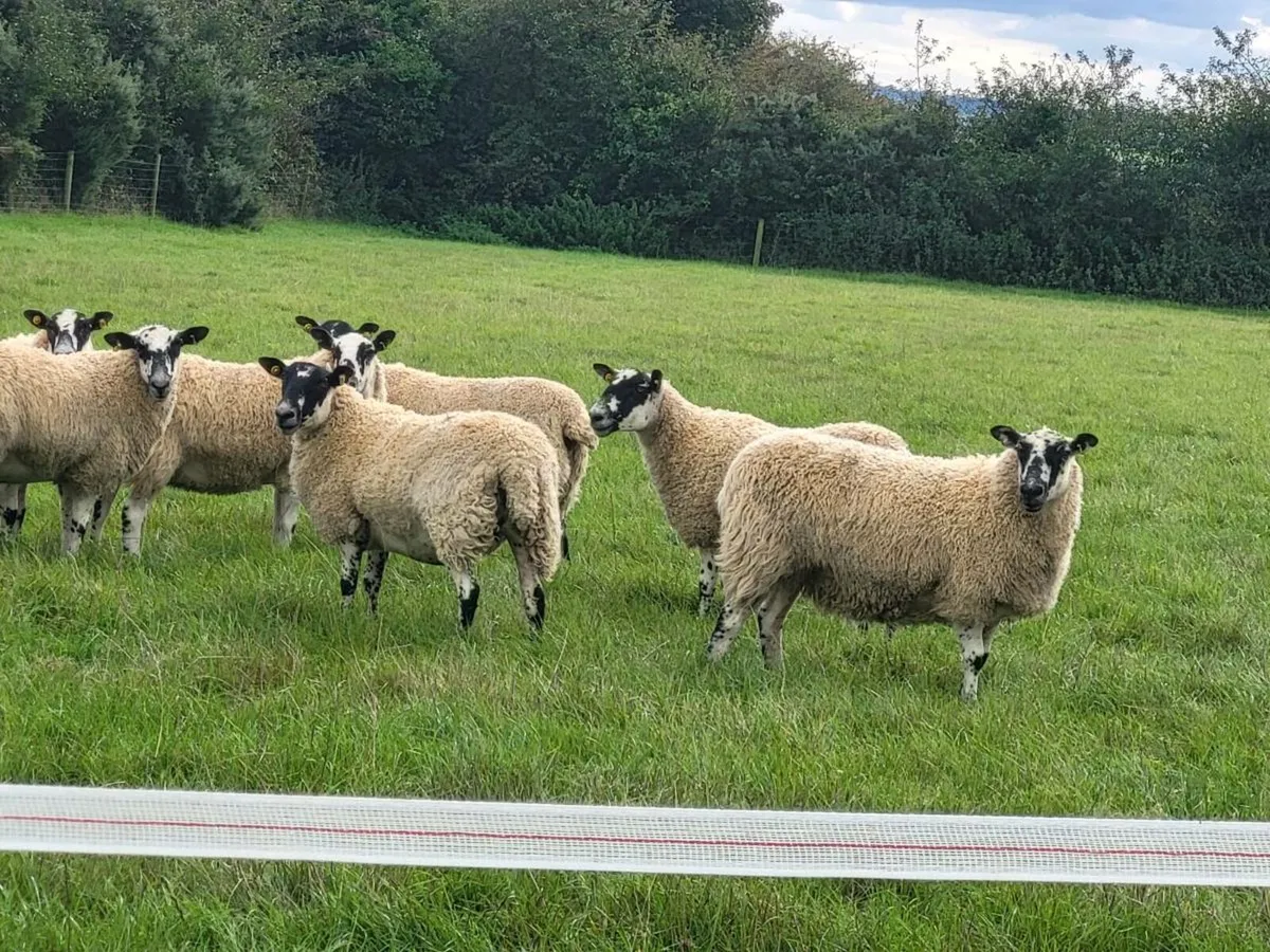 Top Quality Hogget Mules - Image 2