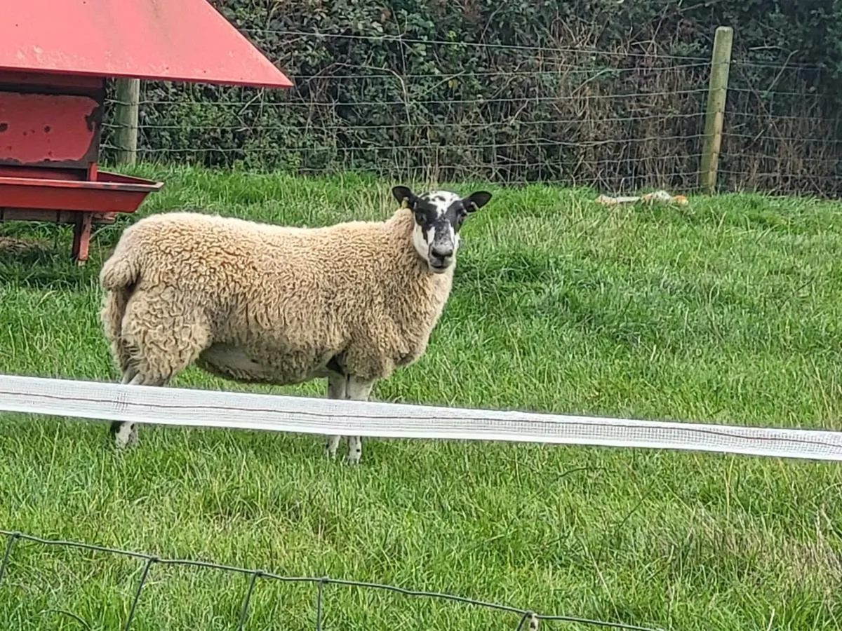 Top Quality Hogget Mules - Image 3