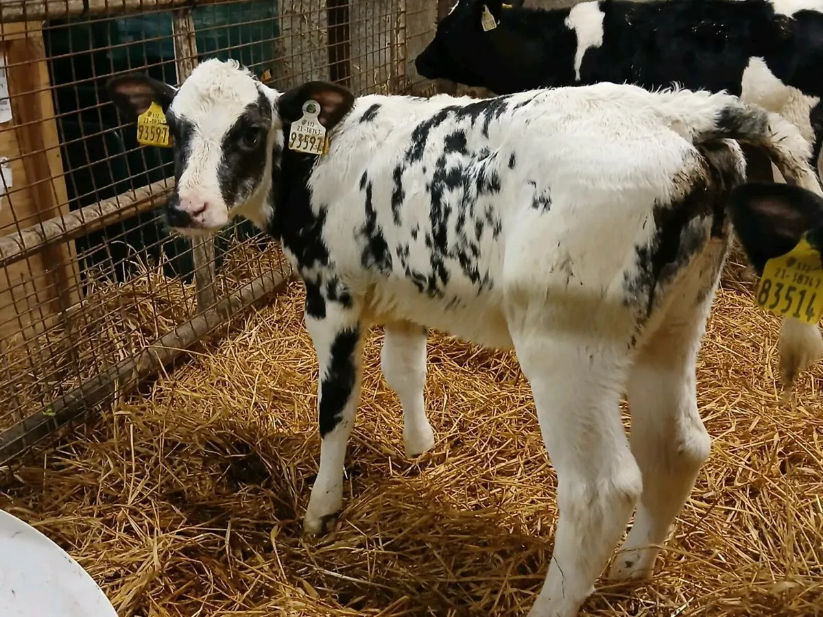 2 Belgian Blue Heifer Calves - Image 1