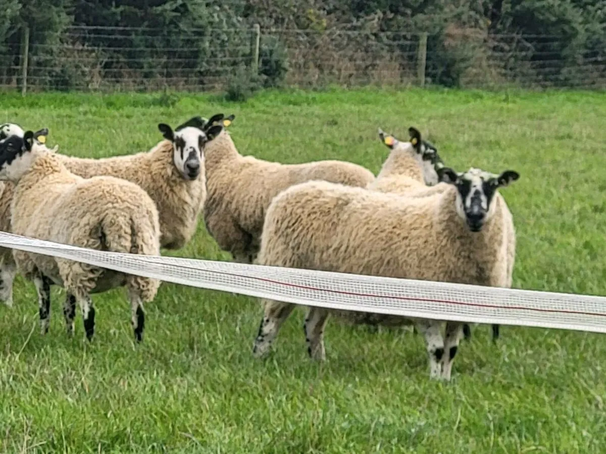 Top Quality Hogget Mules - Image 4