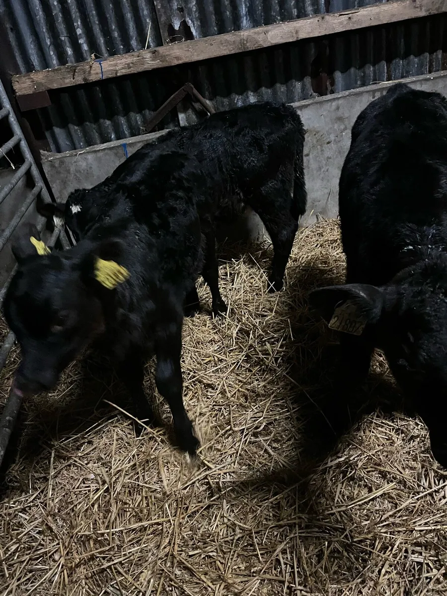 5 Angus heifer sucks - Image 2