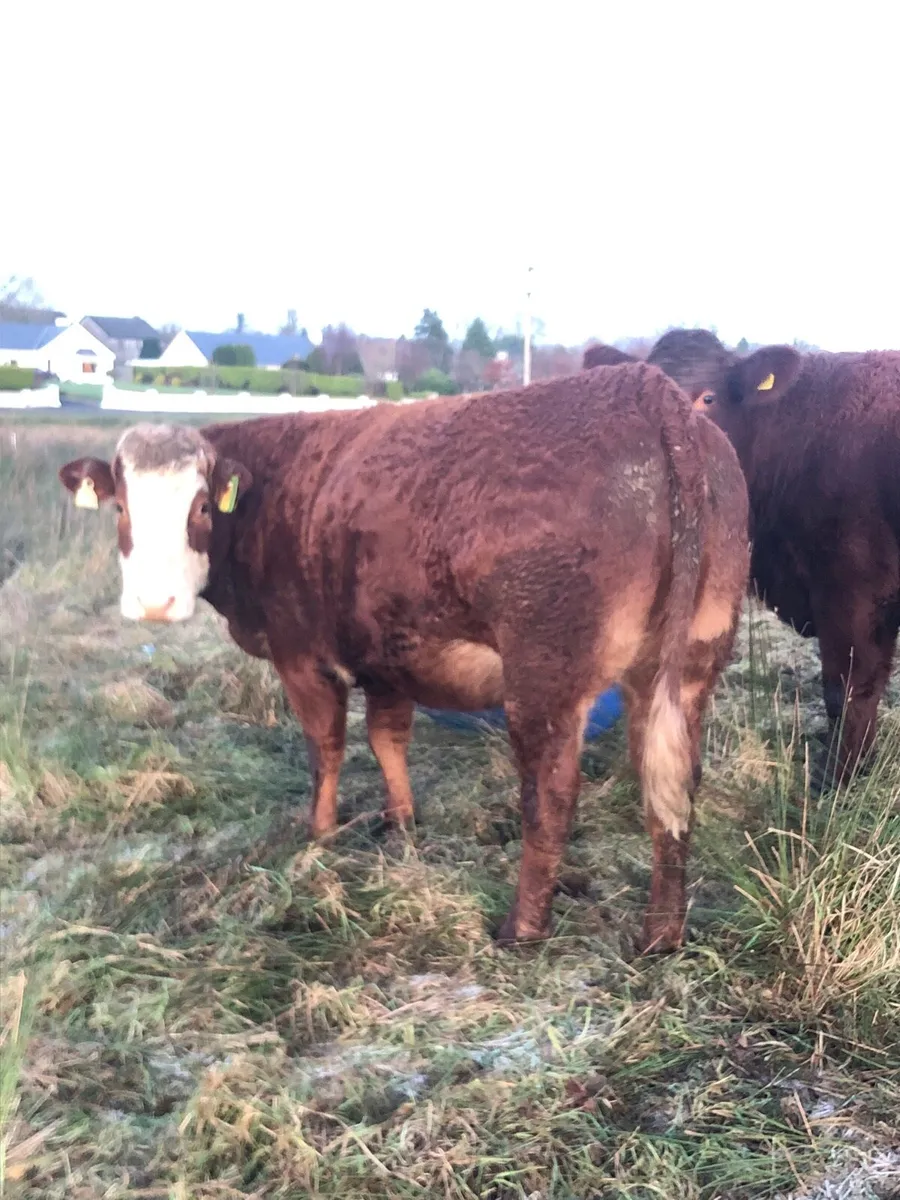 2 Incalf heifers - Image 2
