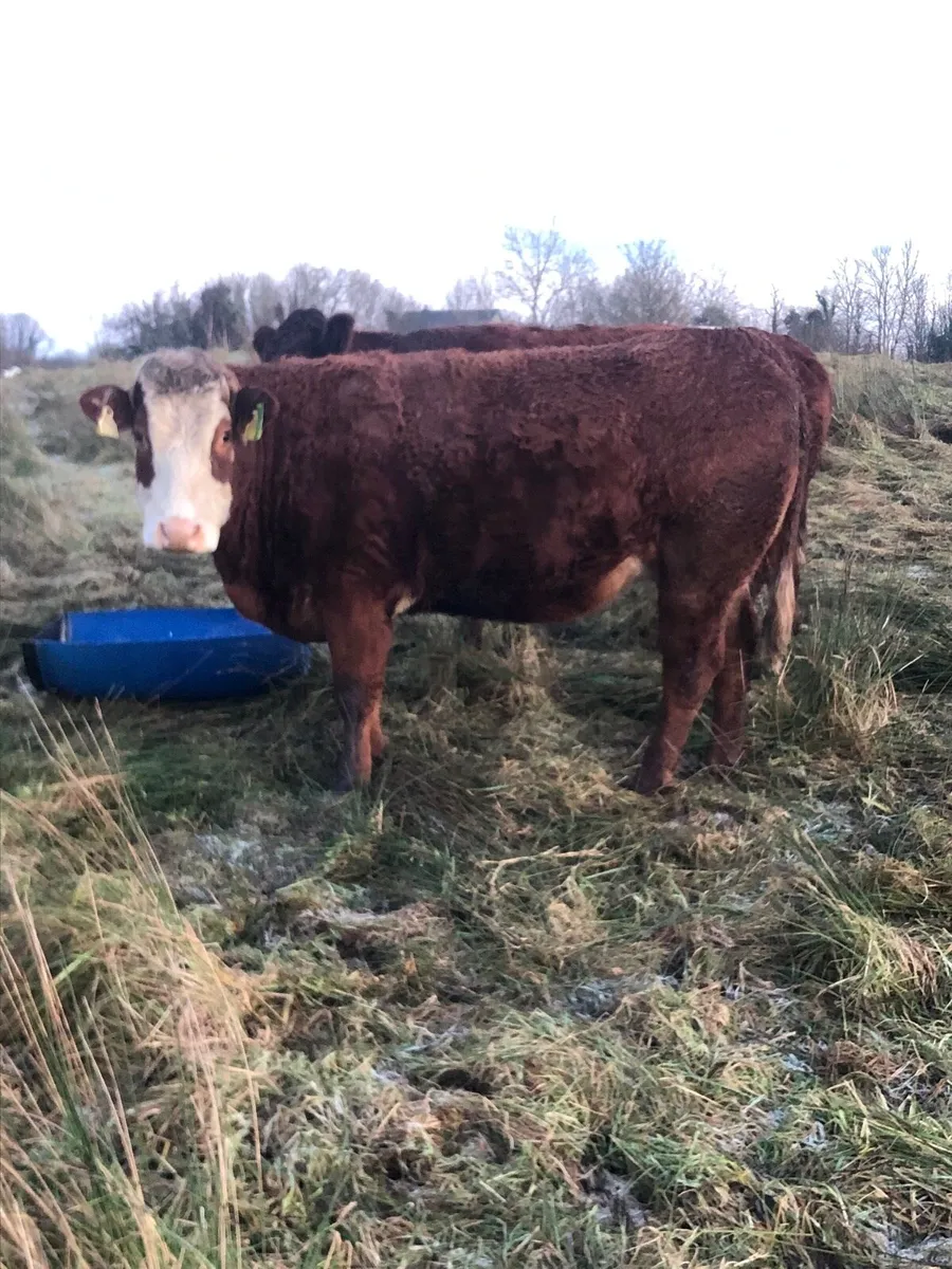 2 Incalf heifers - Image 3