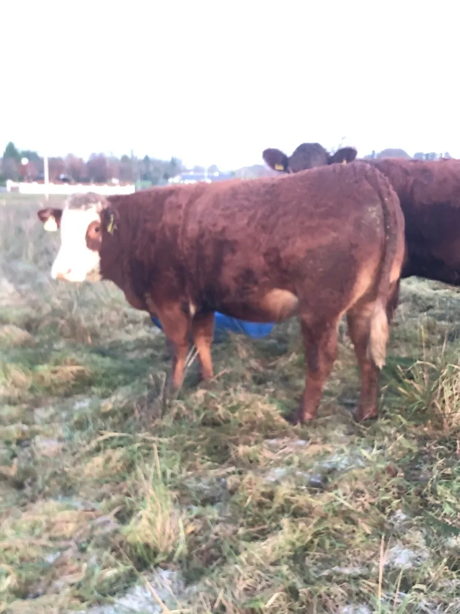 2 Incalf heifers - Image 4