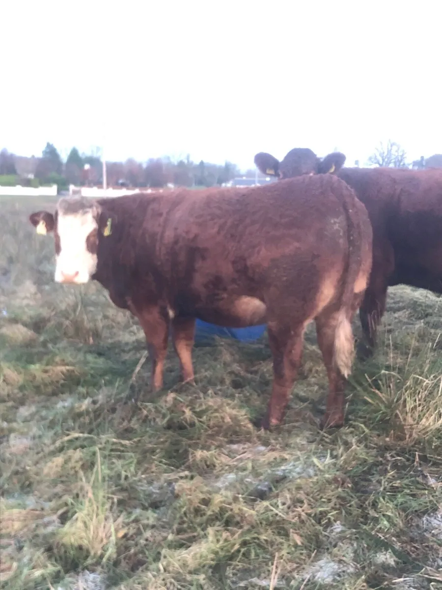 2 Incalf heifers - Image 1