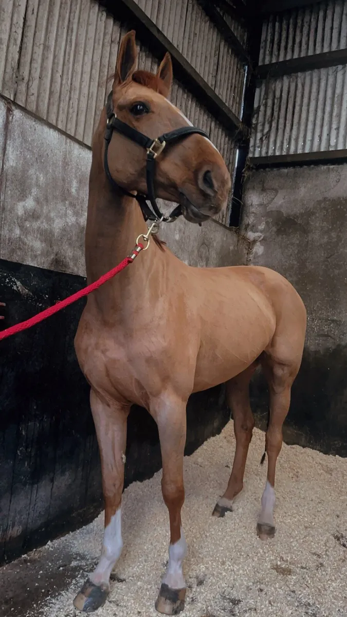 Equine broad mare - Image 1