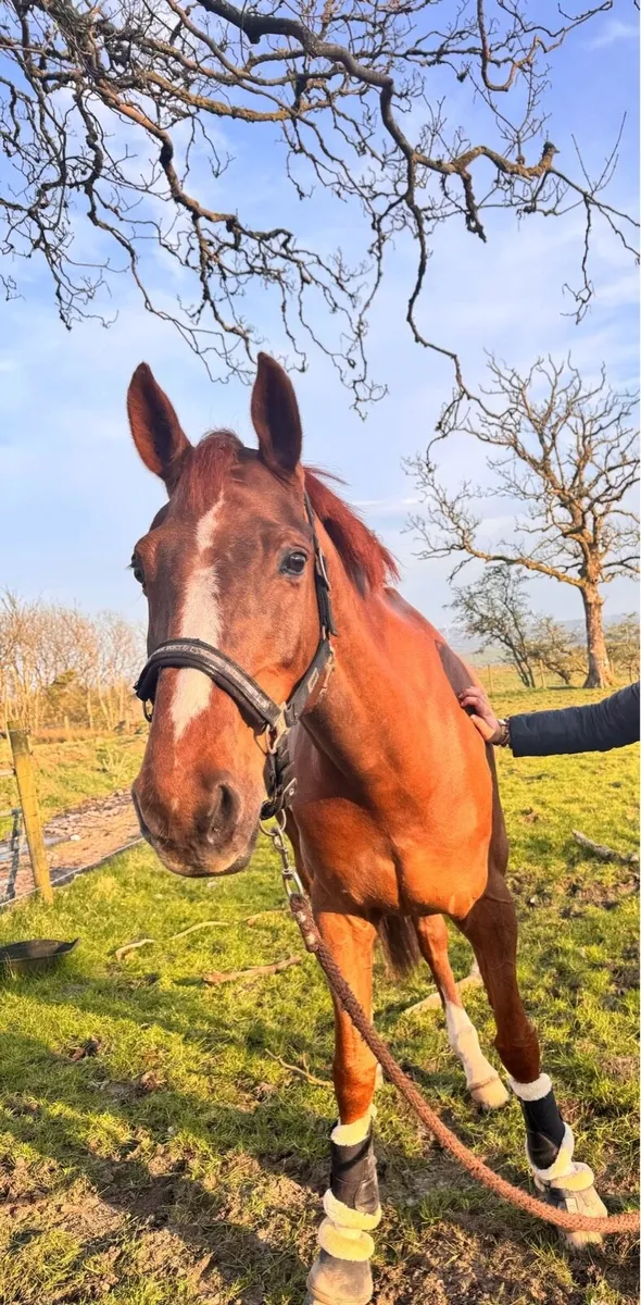 Equine broad mare - Image 2