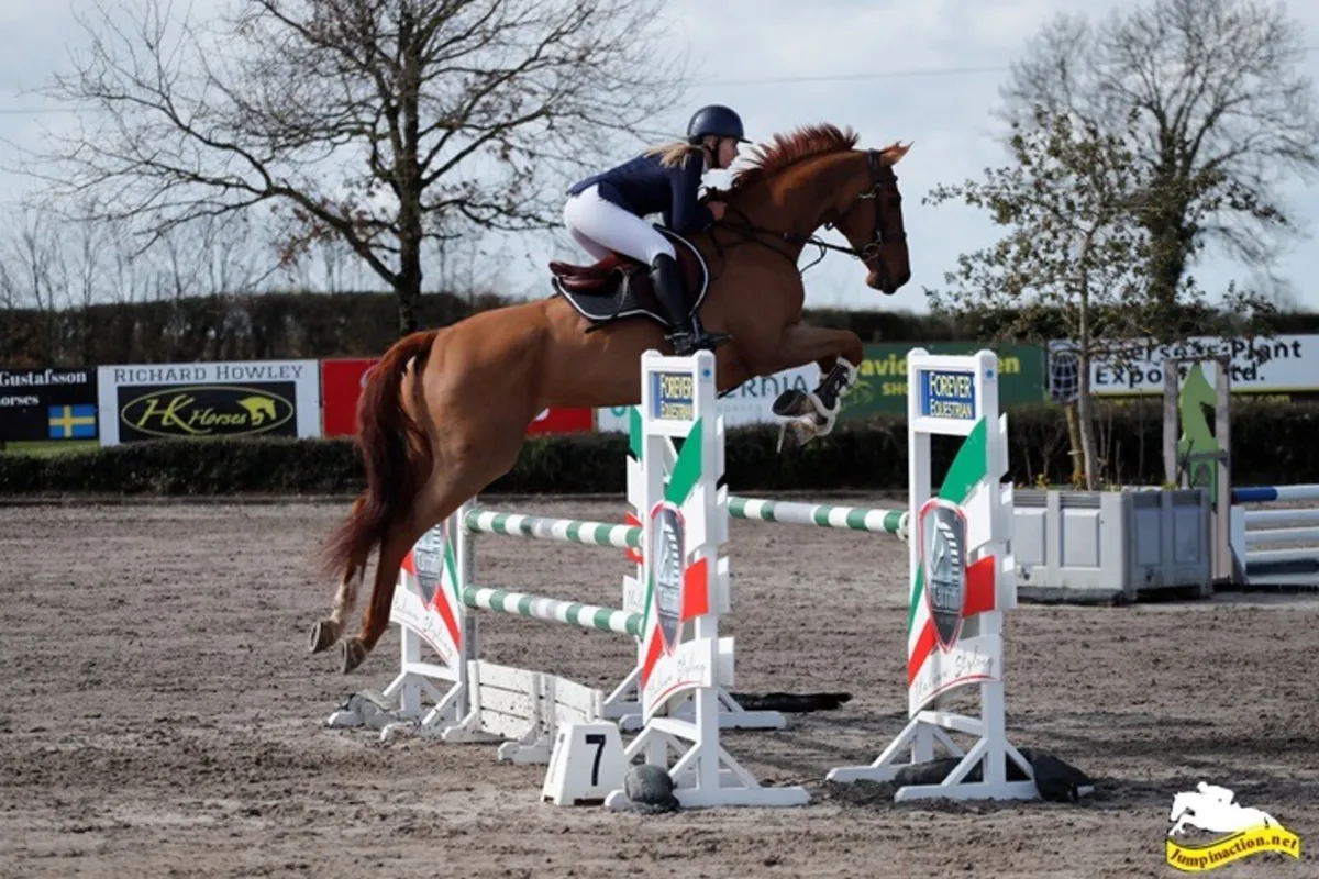 Equine broad mare - Image 3