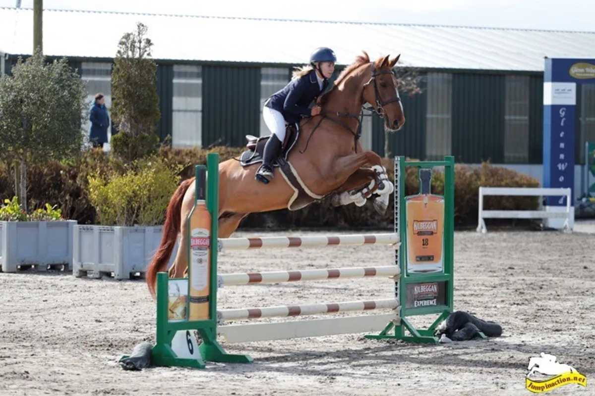 Equine broad mare - Image 4