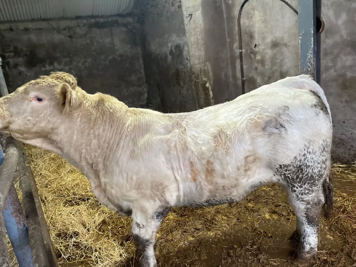 Pedigree Charolais Bulls - Image 2