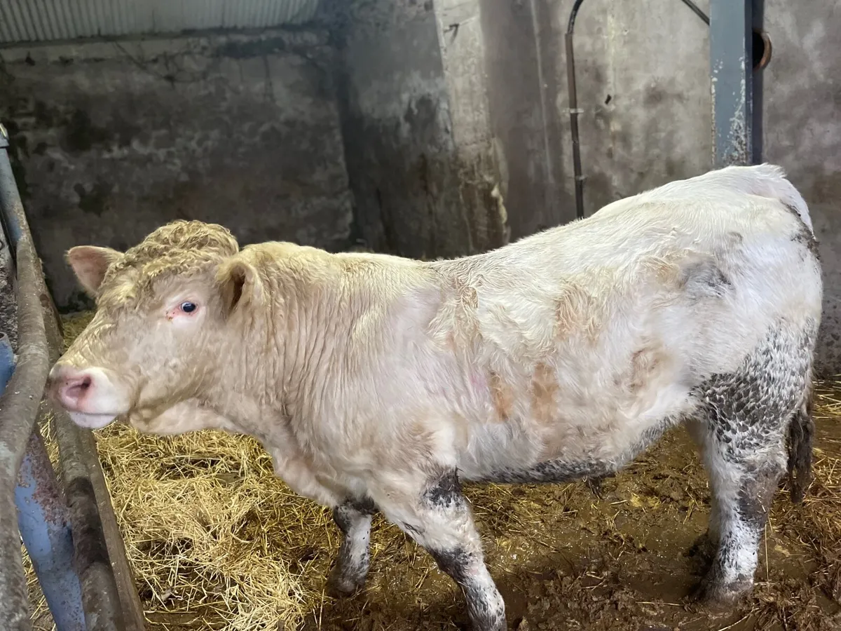 Pedigree Charolais Bulls - Image 1