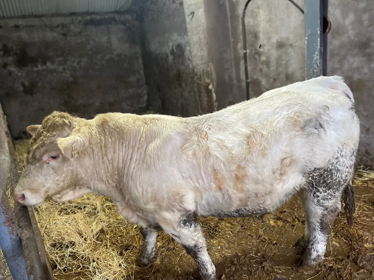 Pedigree Charolais Bulls - Image 3