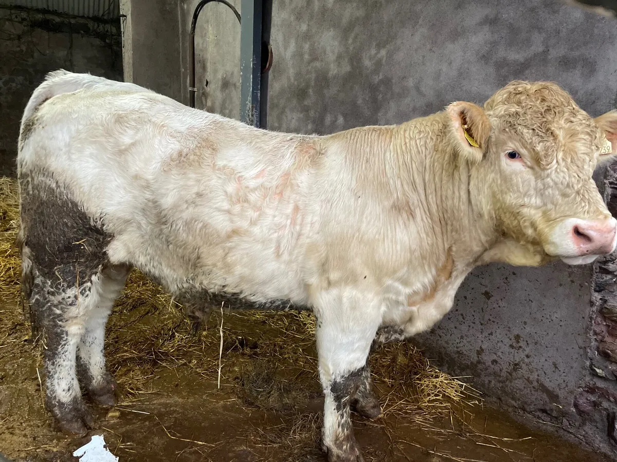 Pedigree Charolais Bulls - Image 4