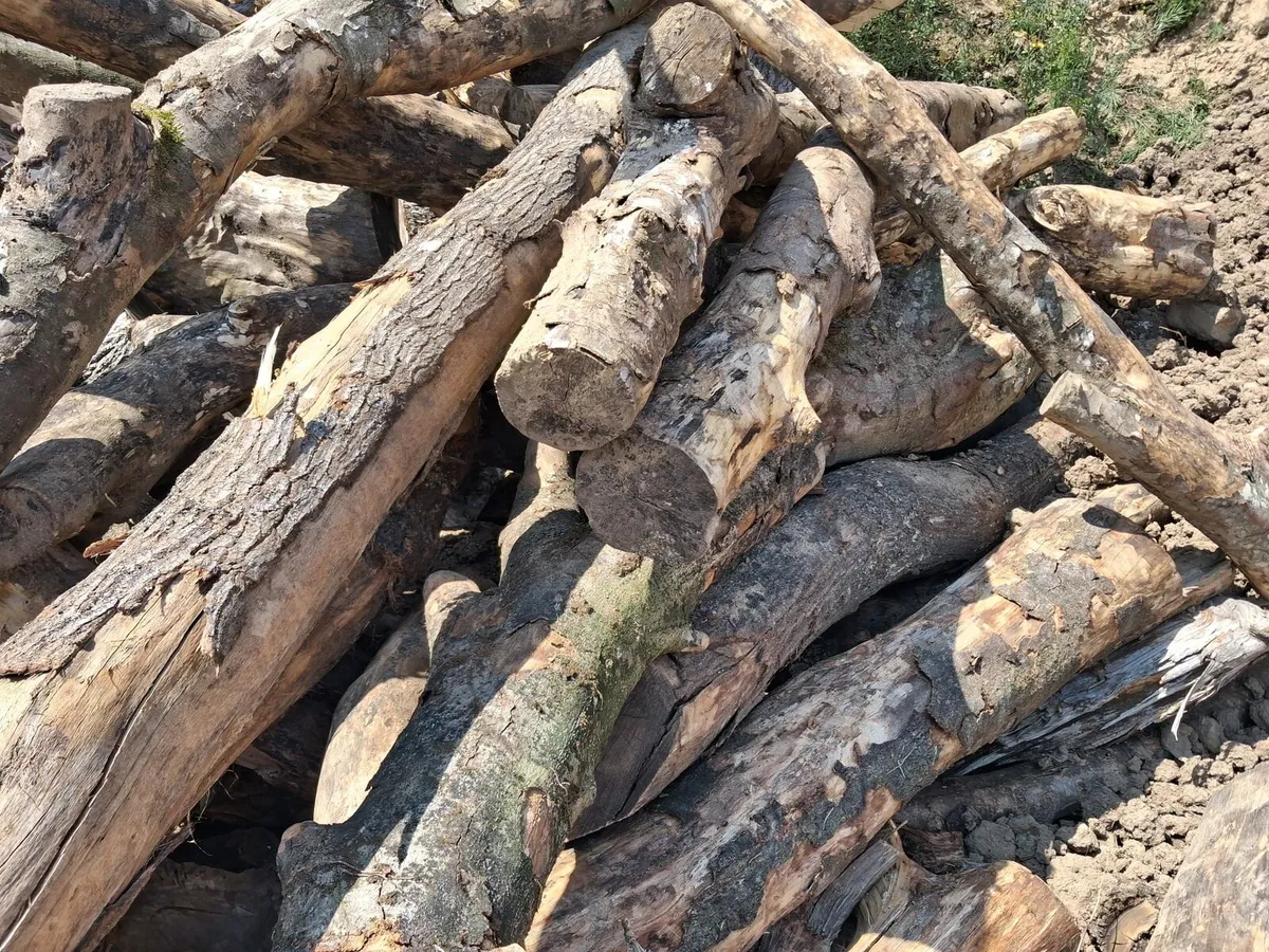 Firewood - Image 1