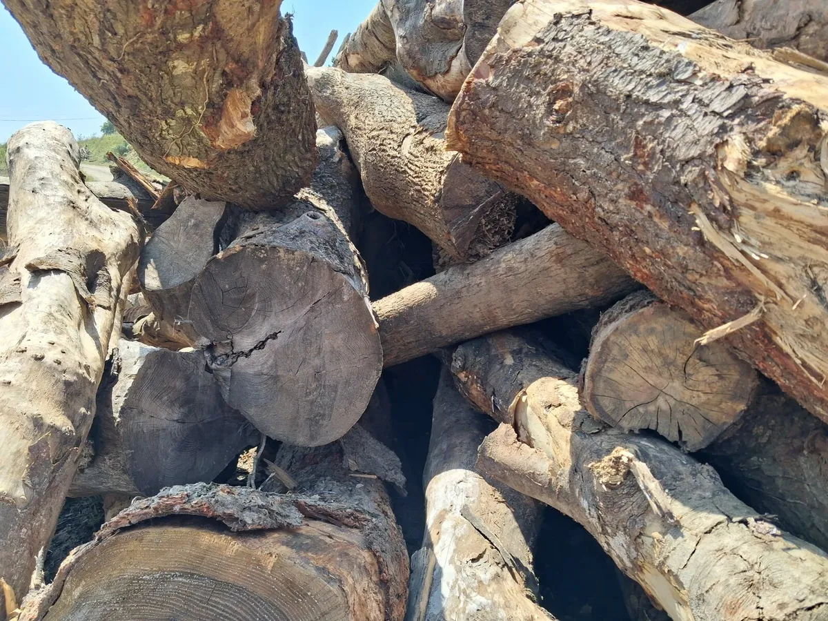 Firewood - Image 2